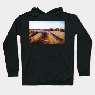 Campos de Lavanda al atardecer Hoodie